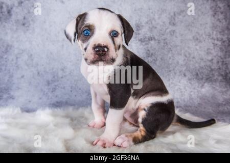 Louisiana Catahoula Leopard Dog Welpe sitzt auf grau Stockfoto