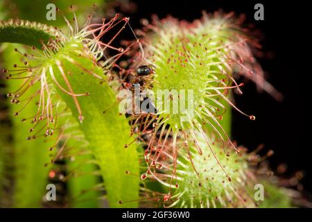 Ameise, die von einem Drosera capensis (Kapsundaw) gefangen wurde. Fleischfressende Pflanze in Aktion. Stockfoto