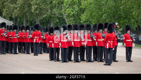 Wellington Barracks, London, Großbritannien. 23. August 2021. Vorbereitungen in den Wellington Barracks für die feierliche Wachablösung mit Musik im Buckingham Palace nach der längsten Pause seit dem 2. Weltkrieg aufgrund der Einschränkungen des Coronavirus im März 2020. Die 3 Kompanie des 1. Bataillons Coldstream Guards wird inspiziert, bevor sie diese erste volle zeremonielle Aufgabe in Begleitung der Band der Coldstream Guards übernimmt. Quelle: Malcolm Park/Alamy Live News Stockfoto