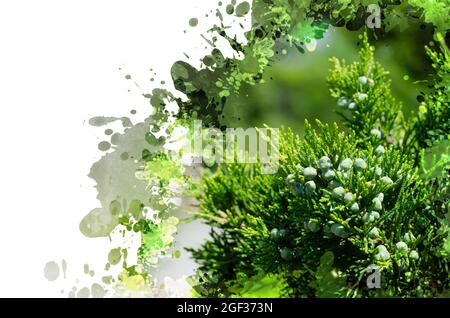 Grüner Wacholder Zweige mit Samen. Immergrüne Nadelpflanze. Weihnachten, Neujahr Festlichkeit Hintergrund. Digitale Aquarellmalerei. Modern Digital A Stockfoto