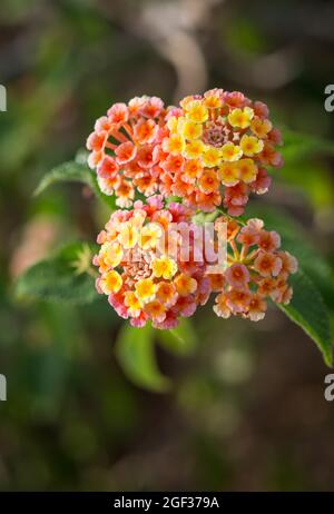 Blumen von Lantana Camara, spanische Flagge Pflanze im Garten. Stockfoto