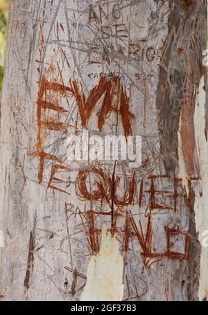 Initialen von Liebhabern in Baumrinde geschnitzt, Spanien. Stockfoto