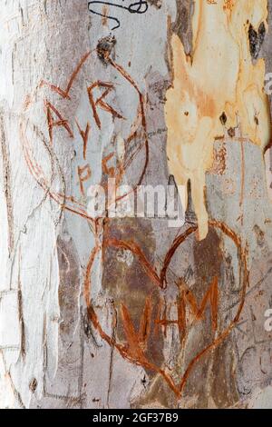 Initialen von Liebhabern in Baumrinde geschnitzt, Spanien. Stockfoto
