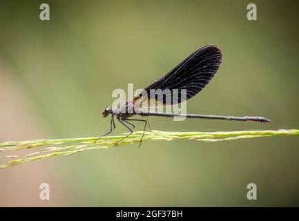 Kupferdamselfly Demoiselle (Calopteryx haemorrhoidalis), männlich, Andalusien, Spanien. Stockfoto