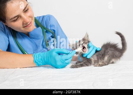 Der Tierarzt gibt dem Kätzchen eine Heilung für die Würmer. Prävention und Behandlung von Katzen, Tierklinik. Stockfoto