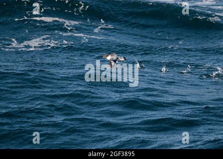 Kap Petrel, der über die Oberfläche des antarktischen Meeres fliegt. Stockfoto