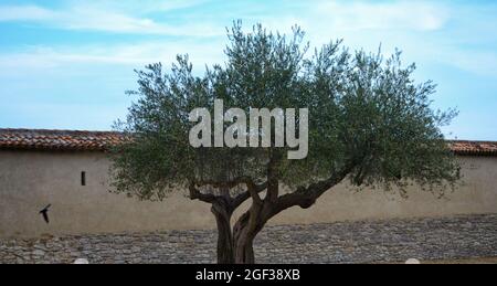 Großer alter Olivenbaum im Garten der Stadt Stockfoto