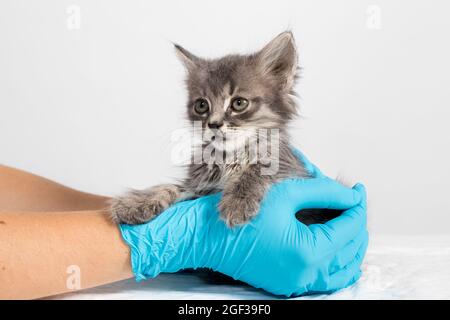 Ein Tierarzt, der einen Katzenarzt in Handschuhen hält, hält ein graues Kitty. Tierklinik Stockfoto