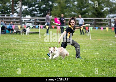 Italienische Disc Dog Meisterschaft. In diesem Sport treten Hunde und ihre menschlichen fliegenden Scheibenwerfer in Wettkämpfen wie Distanzfang und Freestyle an. Stockfoto