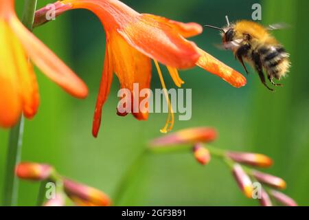 Carderbiene im Flug unter Montbretia in einem Garten in Mid Wales , August 2021 Stockfoto