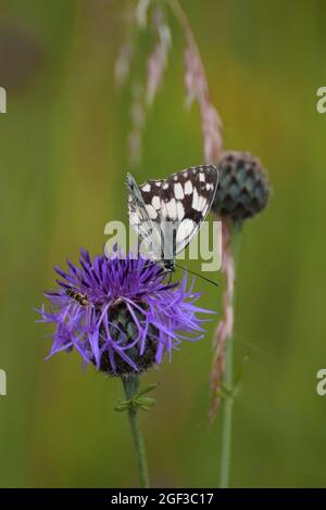 Ein marmorter weißer Schmetterling auf einer violetten Distel Stockfoto