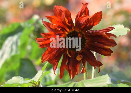 Eine dunkelrote Sonnenblume in voller Blüte Stockfoto