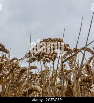 Gewöhnliche Weizenohren (Triticum aestivum) gegen einen tiefblauen Sommerhimmel gesehen Stockfoto