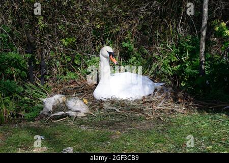 Ein stummer Schwan brütet Eier auf dem Nest. Stockfoto