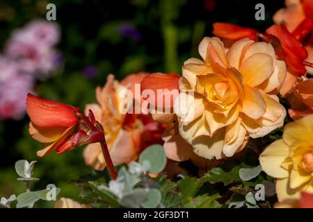 Begonia ‘Illumination Series’ Stockfoto