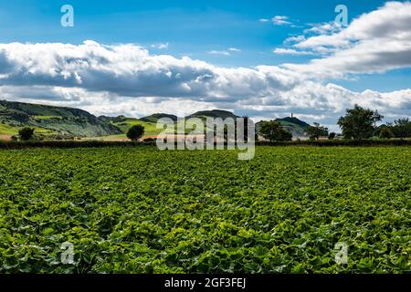 Kürbispflanzen, die bei Sonnenschein auf dem Feld wachsen, Kilduff Farm, East Lothian, Schottland, Großbritannien Stockfoto