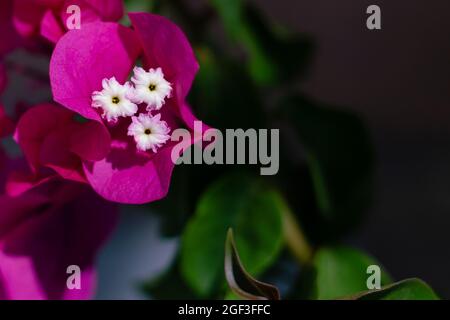 Eine Blume einer Bougainvillea mit drei Kronenrohren Stockfoto