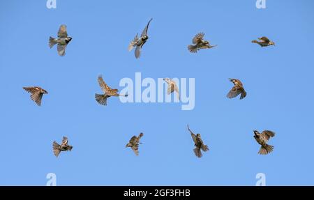 Satz von vielen Vögeln im Flug, Haussperling, Passer domesticus, jagen Insekten vor blauem Himmel im Sommer, Deutschland Stockfoto