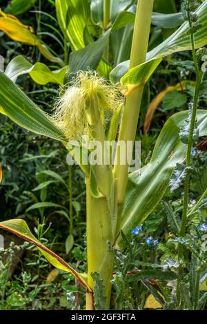 Wachsender Mais „Sundance“, Zea mays convar. Saccharata var. rugosa. Stockfoto