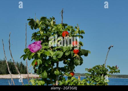 Rose Hip Busch mit Blumen und Früchten am Strand von Seawall Mt Dessert Maine Stockfoto