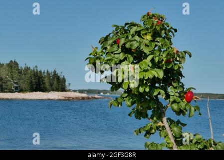 Rose Hip Busch mit Blumen und Früchten am Strand von Seawall Mt Dessert Maine Stockfoto