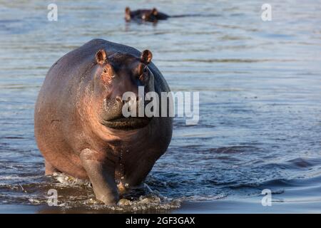 Gewöhnlicher Nilpferd oder Nilpferd (Hippopotamus amphibius), der Aggression zeigt. Okavango-Delta. Botswana Stockfoto