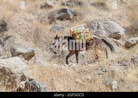 Esel sind das einzige Transportmittel im Colca Canyon, Peru Stockfoto