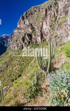 Steile Wände des Colca Canyon, Peru Stockfoto