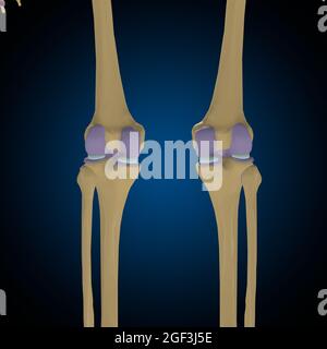 Gelenkkapsel Anatomie für Medical Concept 3D Illustration Stockfoto