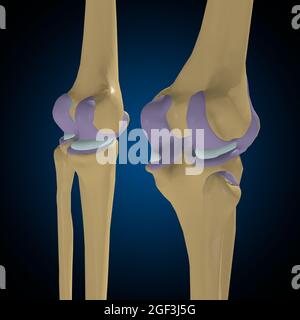 Gelenkkapsel Anatomie für Medical Concept 3D Illustration Stockfoto