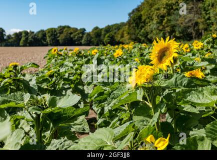 Sonnenblumenköpfe reifen bei Sonnenschein, Luffness Mains Farm, East Lothian, Schottland, Großbritannien Stockfoto