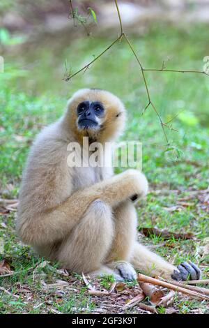 Der Gibbon saß auf dem grasbewachsenen Boden und schaute nach oben. Stockfoto