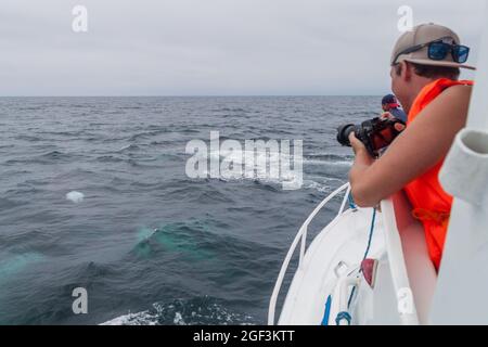 PUERTO LOPEZ, ECUADOR - 2. JULI 2015: Touristen beobachten Buckelwale (Megaptera novaeangliae) im Machalilla-Nationalpark, Ecuador Stockfoto