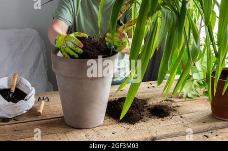 Eine Frau pflanzte eine hausgemachte Yucca-Blume in einen großen Tontopf, einen Holztisch mit Blumen in der Nähe des Fensters Stockfoto