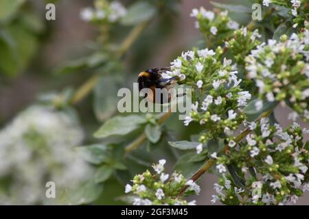 Eine englische Bumble Bee bestäubt Blumen, während sie Nektar extrahiert Stockfoto