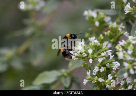 Eine englische Bumble Bee bestäubt Blumen, während sie Nektar extrahiert Stockfoto