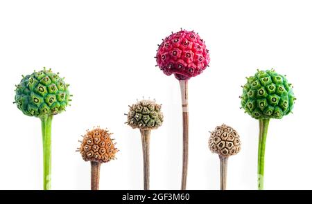 Dogwood Beeren oder Früchte, Vorderansicht. Atemberaubende und ungewöhnliche Beeren in verschiedenen Größen und Farben, isoliert auf Weiß. Bekannt als blühendes Dogwood, rosa Stockfoto