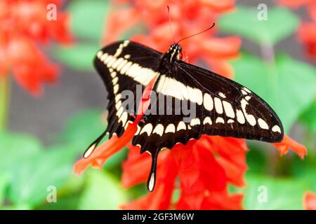 Der König Schwalbenschwanzschmetterling (Papilio thoas) in Mariposario (das Schmetterlingshaus) in Mindo, Ecuador Stockfoto