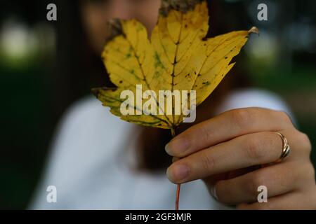 Unschärfe-Effekt bei weiblicher Hand mit gelbem, trockenem Blatt. Hallo Herbst. Frauen stehen im Herbstpark. Oktoberstimmung. Nahaufnahme, Nahaufnahme. Nicht fokussiert Stockfoto