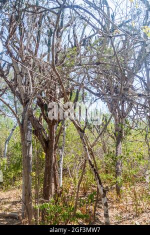 Peruanischer Apfelkaktus (Cereus peruvianus) im trockenen Wald des Machalilla-Nationalparks, Ecuador Stockfoto