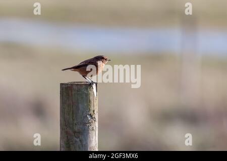 Gemeiner Stonechat (Saxicola rubicola), der auf einem Holzpfosten ruht Stockfoto