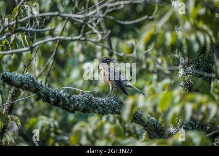 Fast reifer Baby-Rotkehlchen-Vogel, der an einem sonnigen Tag im Sommer hoch oben in den Bäumen im Wald in der Nähe des Waldes auf einem mit Flechten bedeckten Ast thront Stockfoto