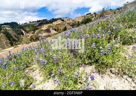 Berge und Feld von Lupinus mutabilis, Lupinenarten, die in den Anden hauptsächlich wegen ihrer essbaren Bohne angebaut werden. In Der Nähe Von Quilotoa, Ecuador. Stockfoto