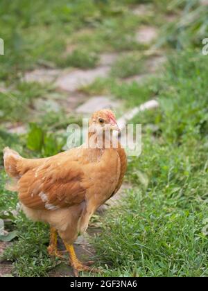 Einzelne freie braune Henne grast auf grünem Gras im Sommer sonnigen Tag. Ein kleines Junghuhn läuft frei zwischen den Gräsern. Stockfoto