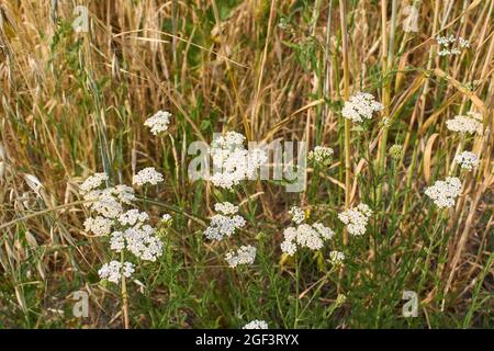 Weißer Blütenstand der Achillea millefolium Pflanze Stockfoto