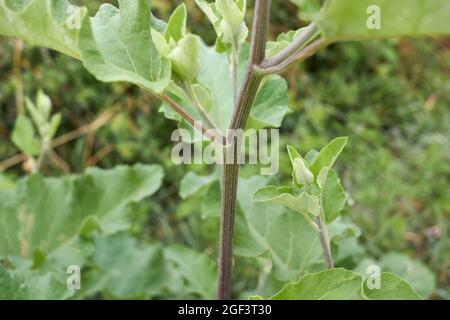 Arctium Lappa frische Blätter und Blumen Stockfoto