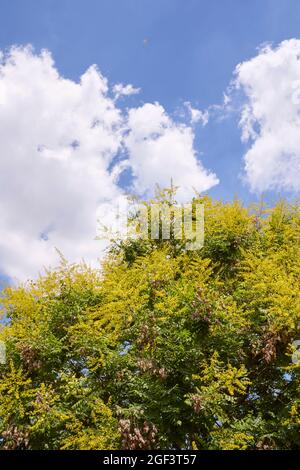 Koelreuteria paniculata gelbe Blüte Stockfoto