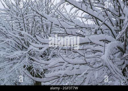 Schneebedeckte Äste aus der Nähe der Winterlandschaft. Winter Natur Hintergrund. Stockfoto
