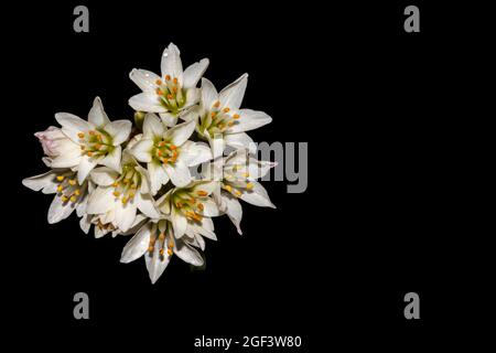 Falsche Knoblauchblüten auf schwarzem Hintergrund Stockfoto