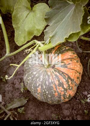 Kürbis wächst im Garten unter den grünen Blättern. Stockfoto